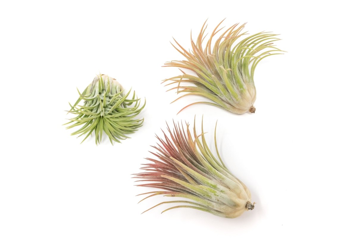 Tillandsia Ionantha Rubra Air Plant - Ed's Plant Shop