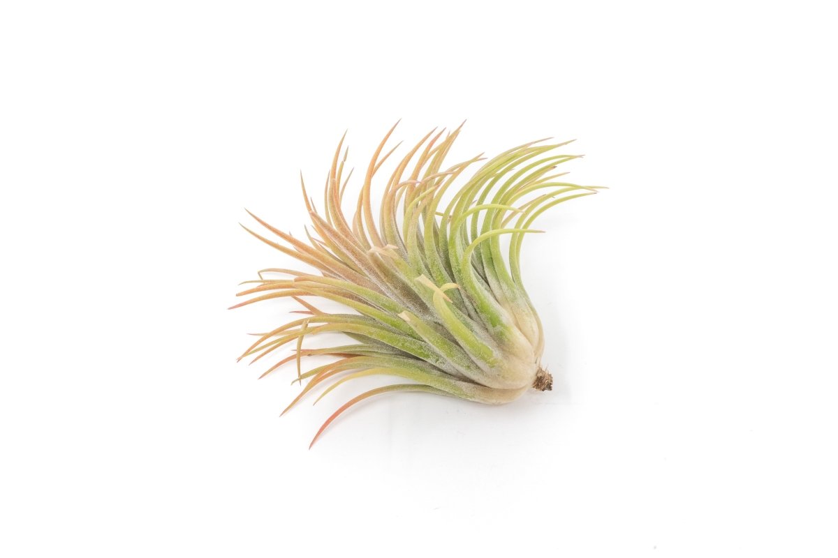 Tillandsia Ionantha Rubra Air Plant - Ed's Plant Shop