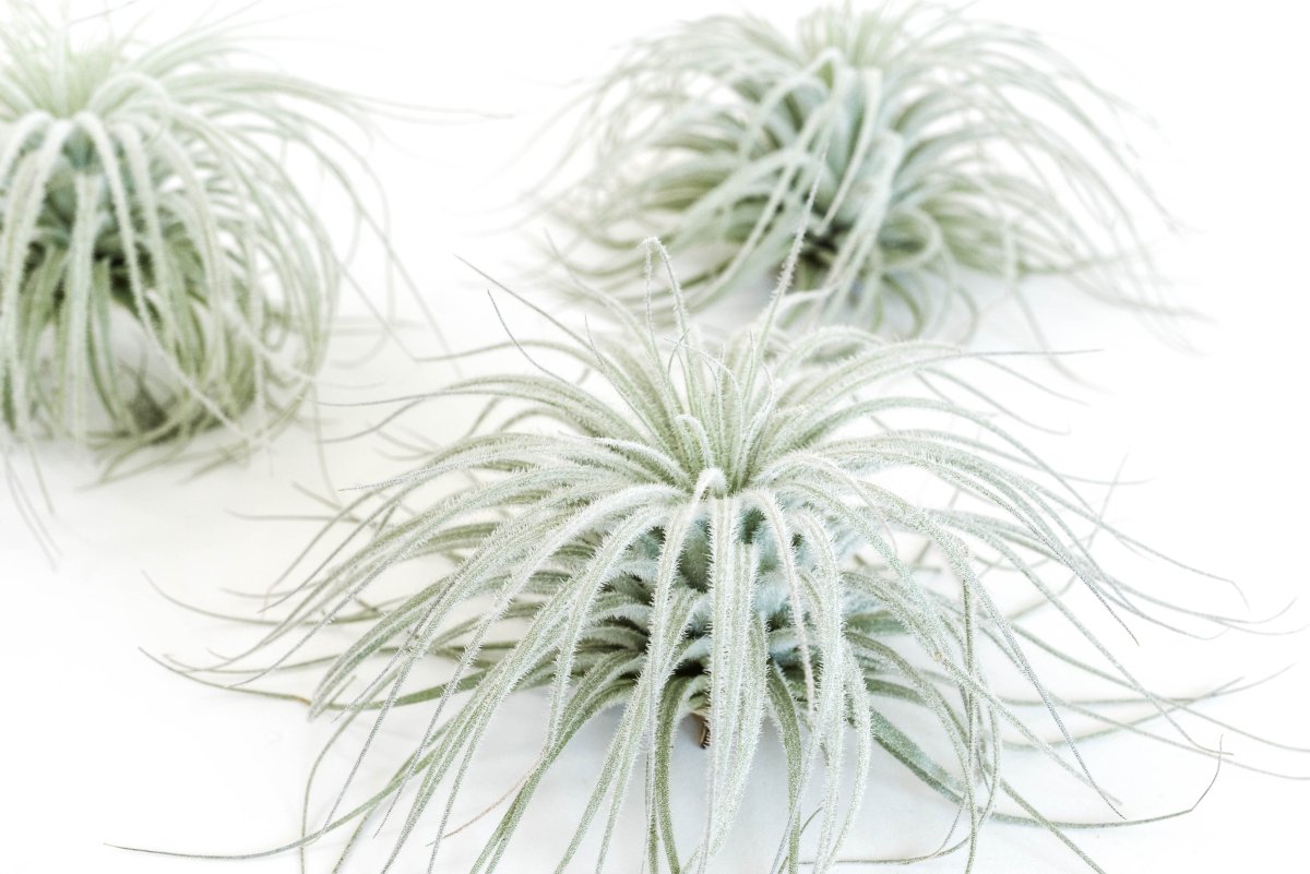 Tillandsia Tectorum (Ecuador Form) - Ed's Plant Shop
