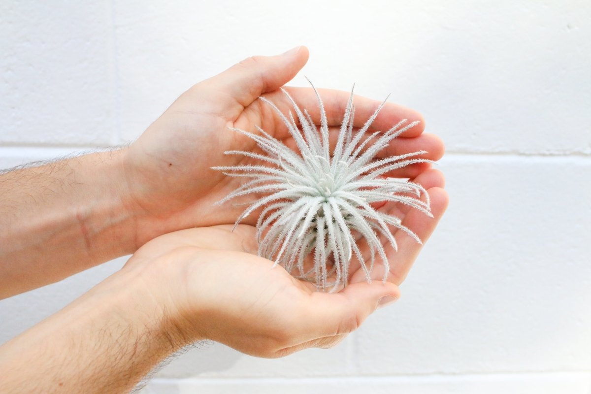 Tillandsia Tectorum (Ecuador Form) - Ed's Plant Shop