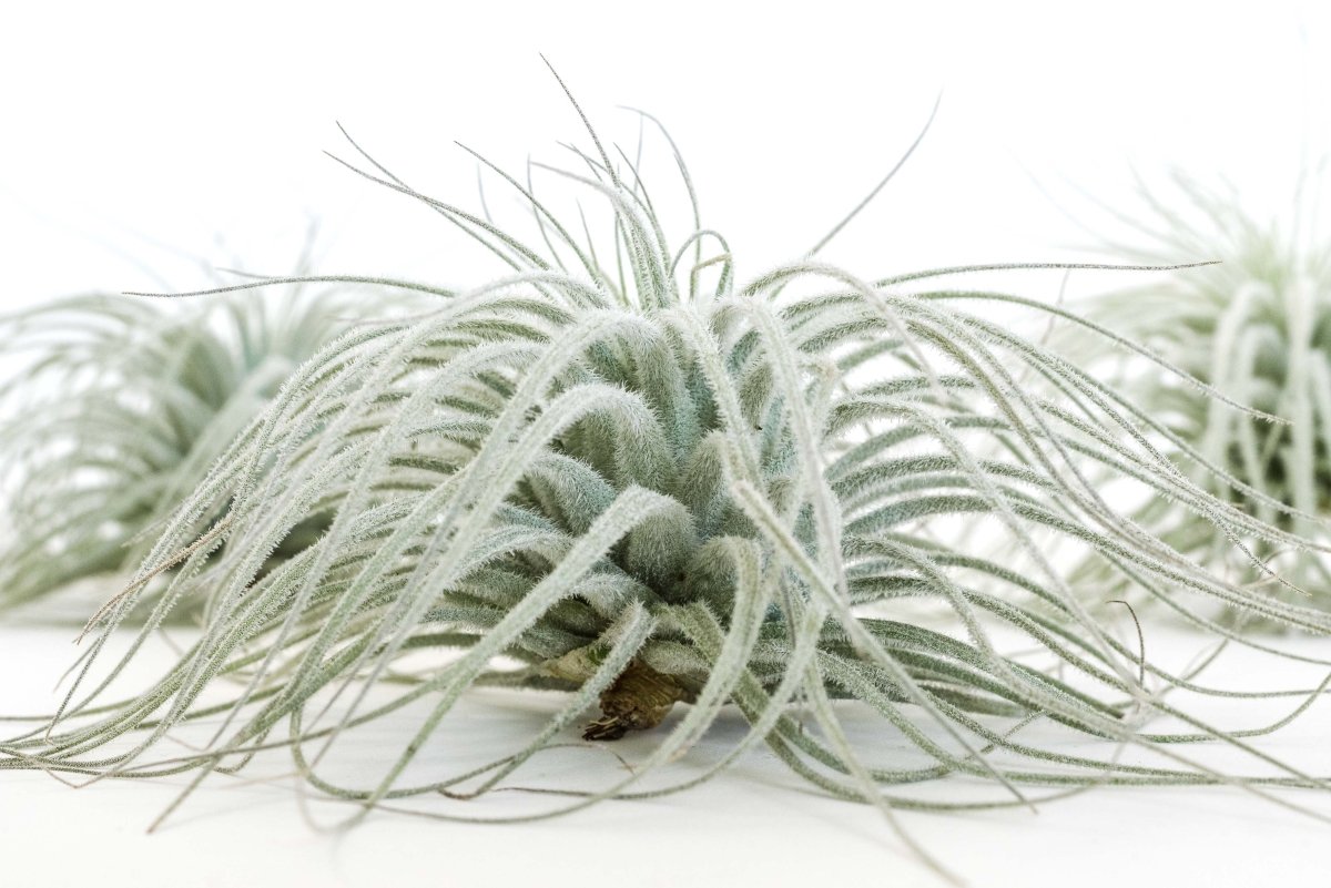 Tillandsia Tectorum (Ecuador Form) - Ed's Plant Shop