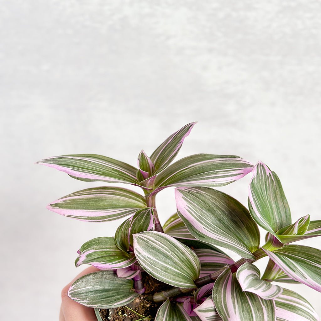 Trailing Tradescantia Nanouk vines close up cluster