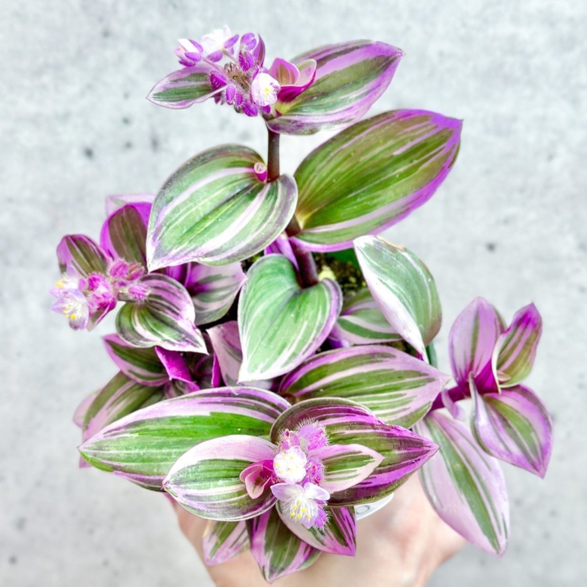 Tradescantia Blossfeldiana cerinthoides variegata "Bubblegum"/“Lilac” blooms closeup