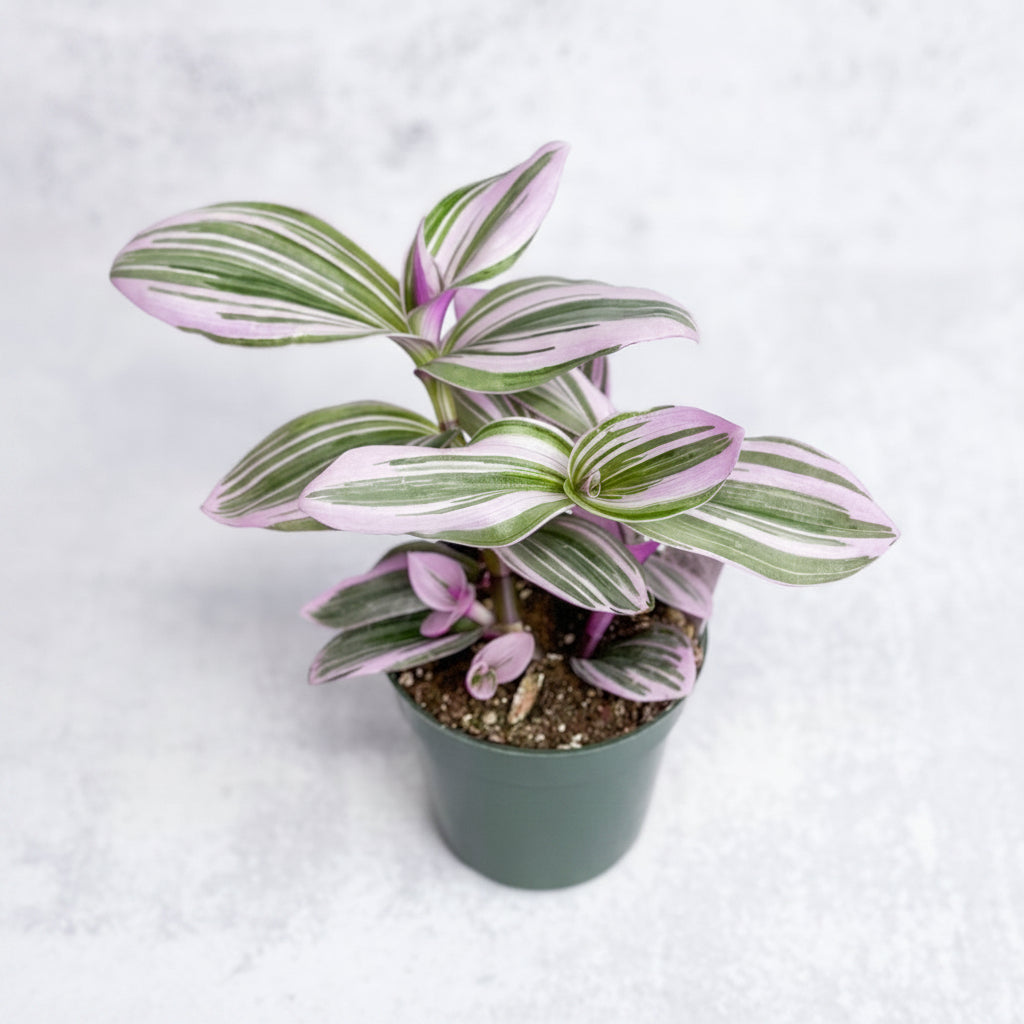Tradescantia Nanouk - Bubblegum Lilac in 4-inch green nursery pot
