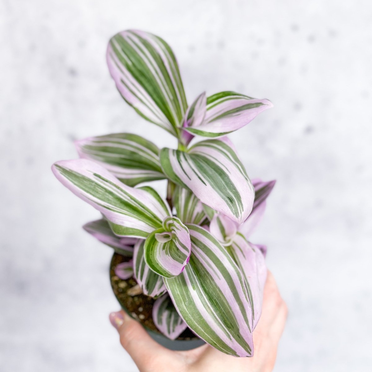 Tradescantia Nanouk plant with pink and purple striped foliage