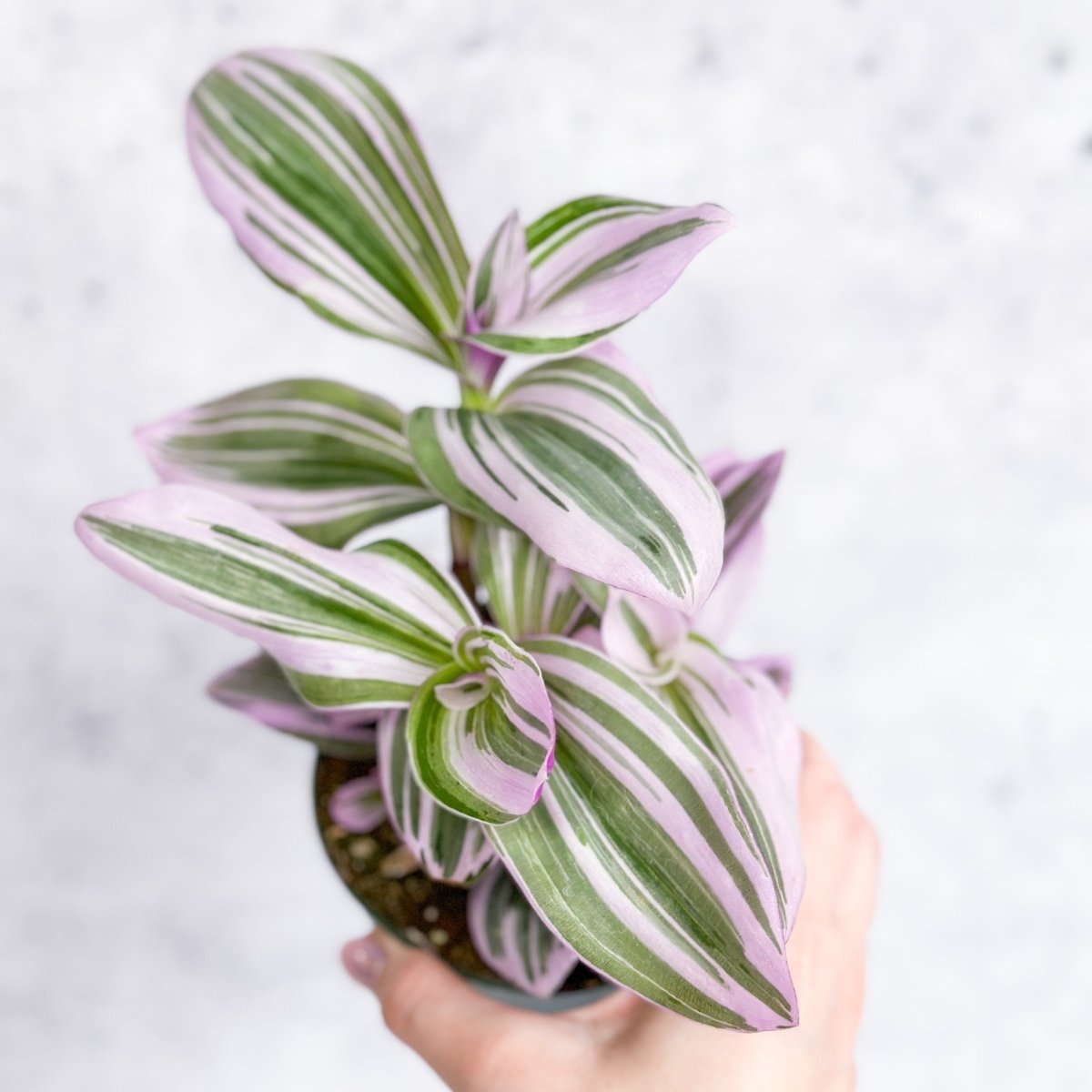 Tradescantia Nanouk plant with pink and purple striped foliage held in hand for reference