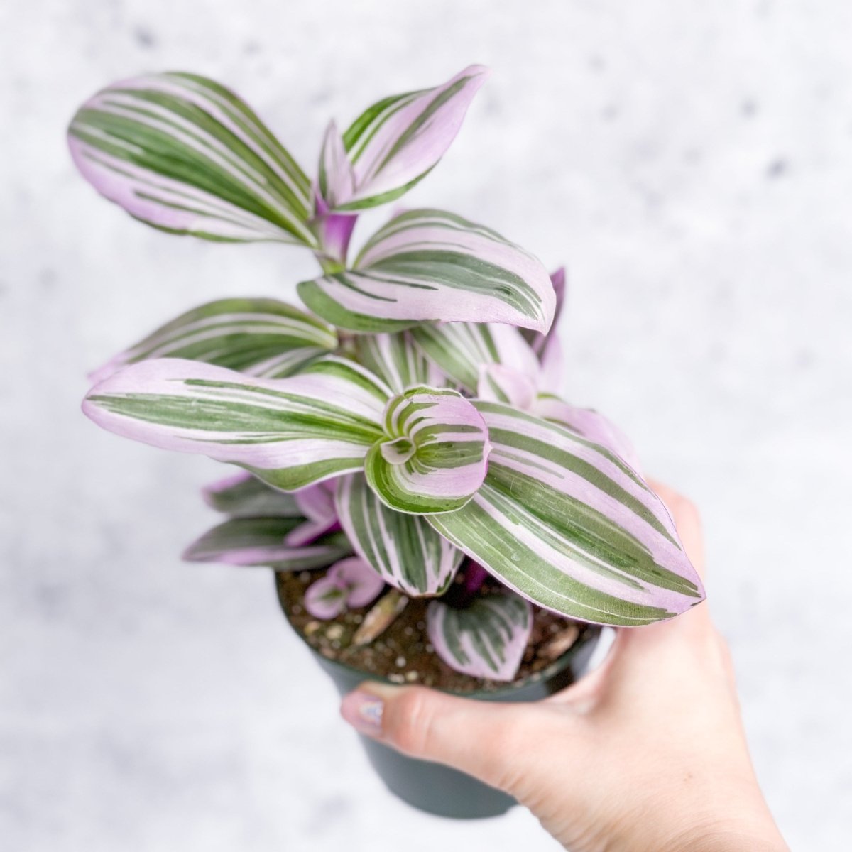 Tradescantia Nanouk trailing houseplant in nursery pot