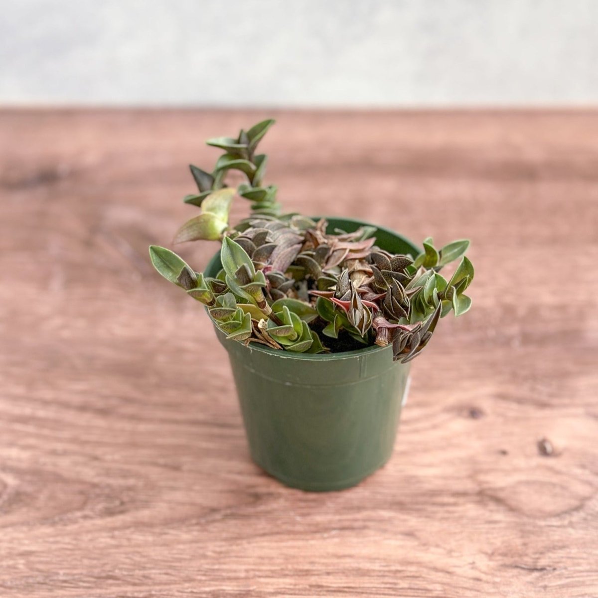 Tradescantia navicularis - Chain Plant - 2.5 Inch - Ed's Plant Shop