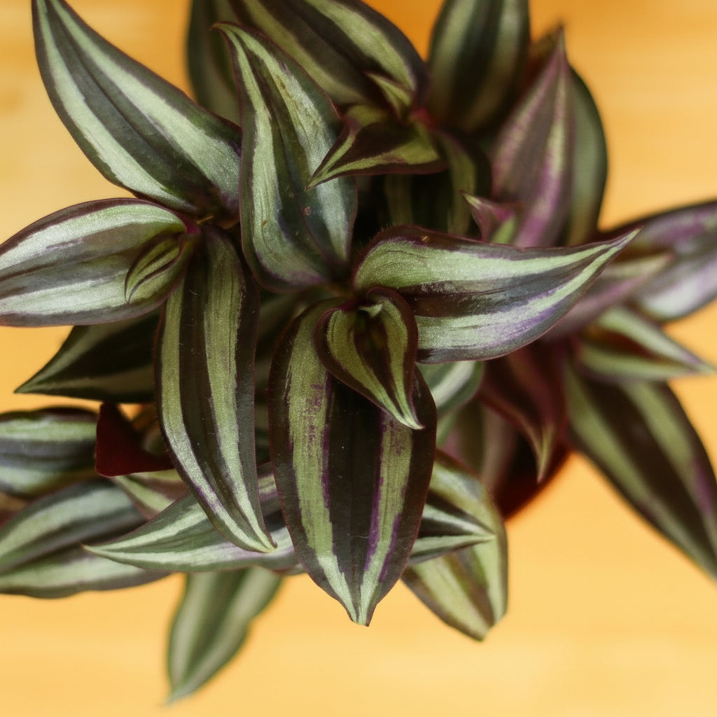 Trailing Wandering Dude plant with green and purple foliage