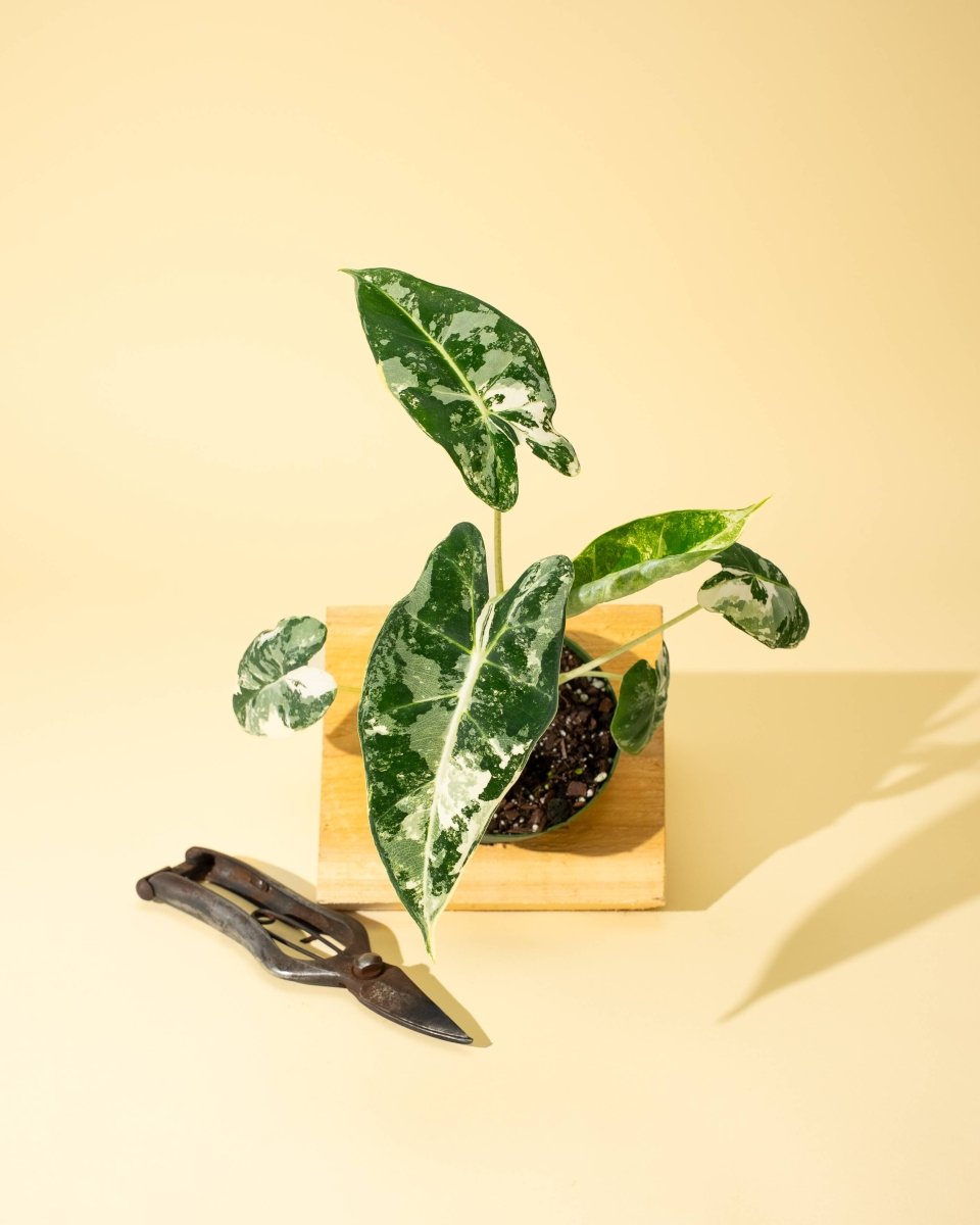 Variegated Alocasia 'Frydek' – Rare Velvet Foliage Houseplant - Ed's Plant Shop