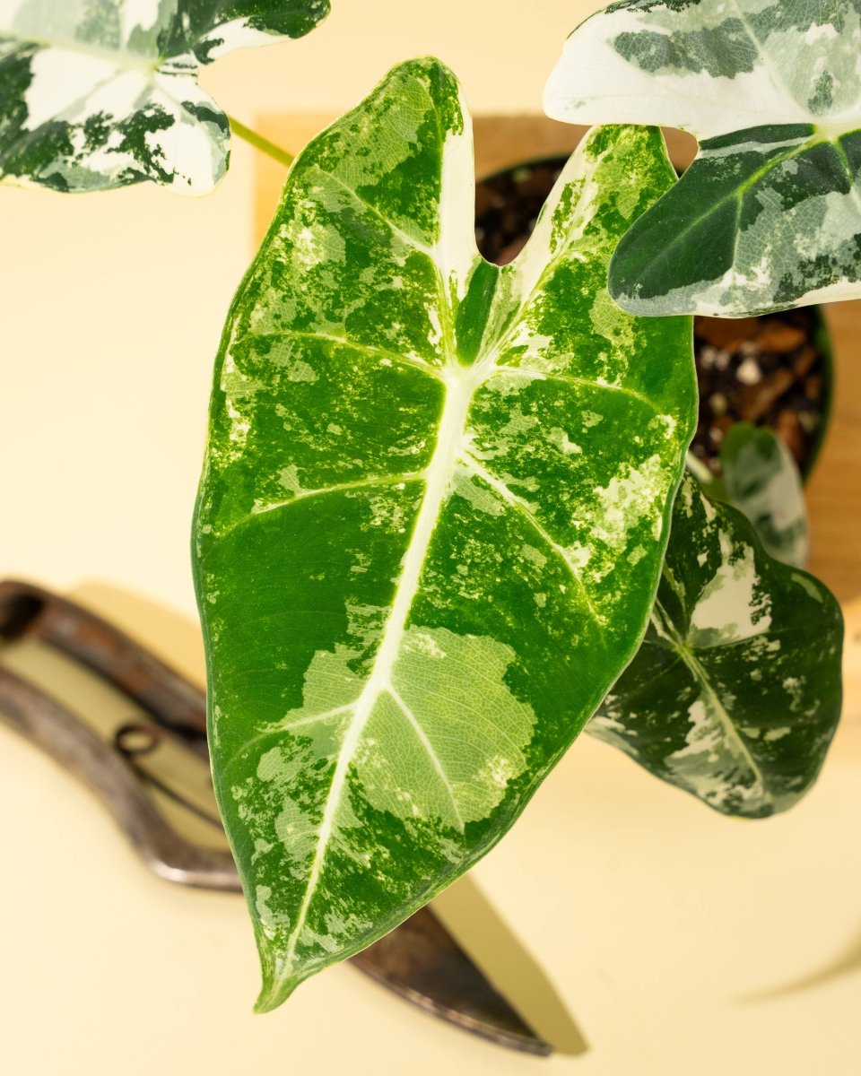 Variegated Alocasia 'Frydek' – Rare Velvet Foliage Houseplant - Ed's Plant Shop
