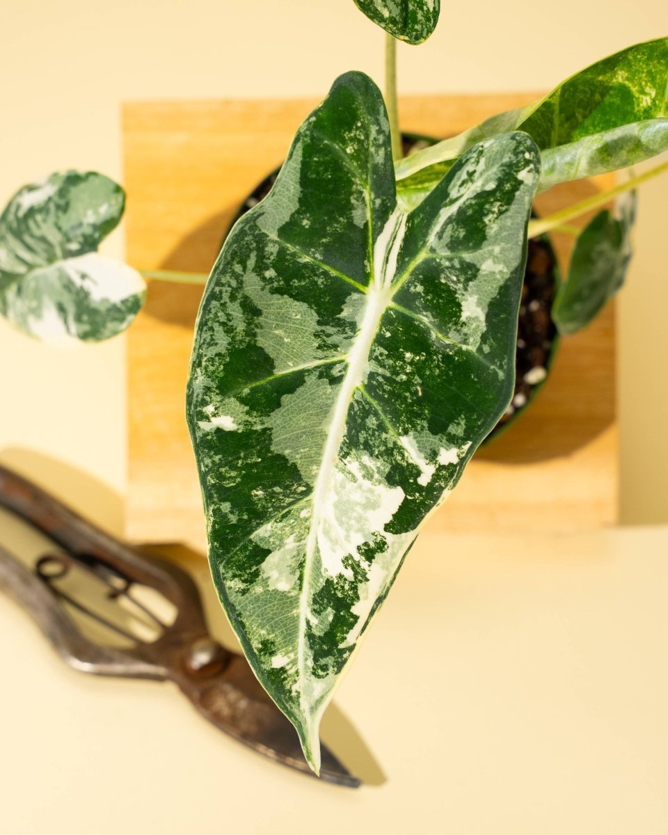 Variegated Alocasia 'Frydek' – Rare Velvet Foliage Houseplant - Ed's Plant Shop