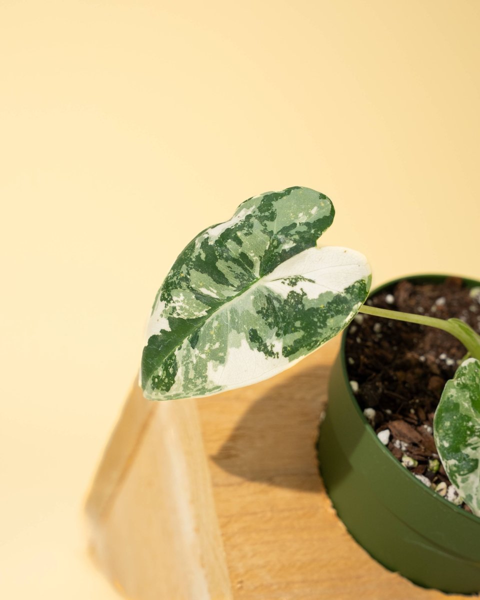 Variegated Alocasia 'Frydek' – Rare Velvet Foliage Houseplant - Ed's Plant Shop