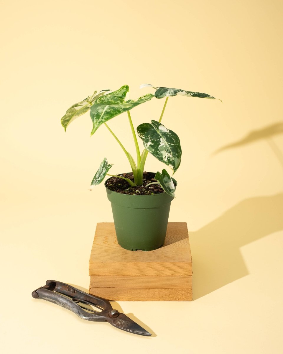 Variegated Alocasia 'Frydek' – Rare Velvet Foliage Houseplant - Ed's Plant Shop