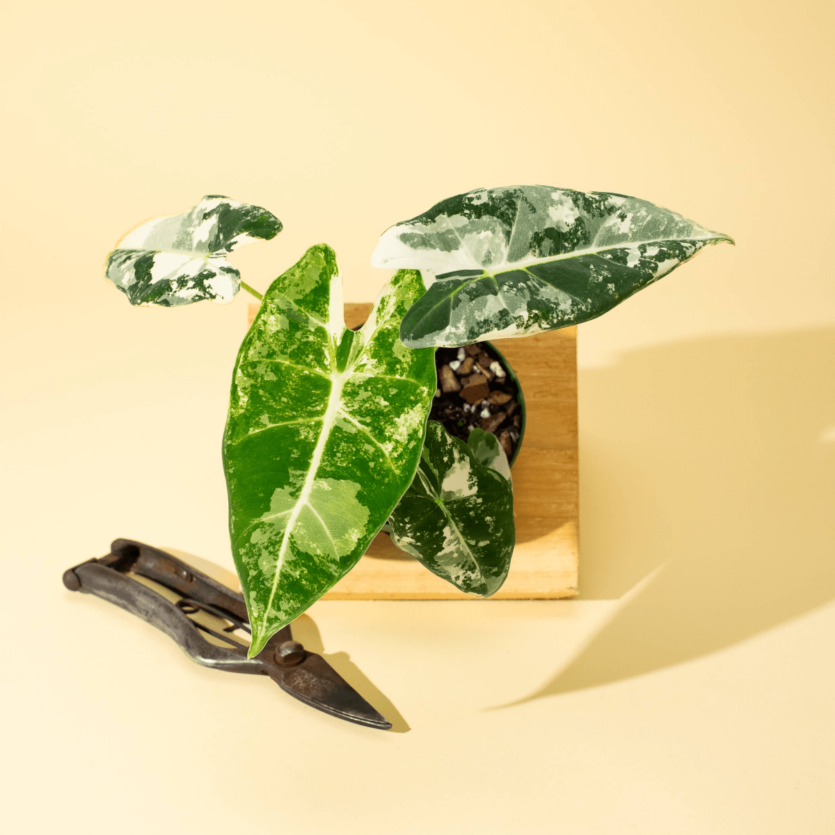 Variegated Alocasia 'Frydek' – Rare Velvet Foliage Houseplant - Ed's Plant Shop