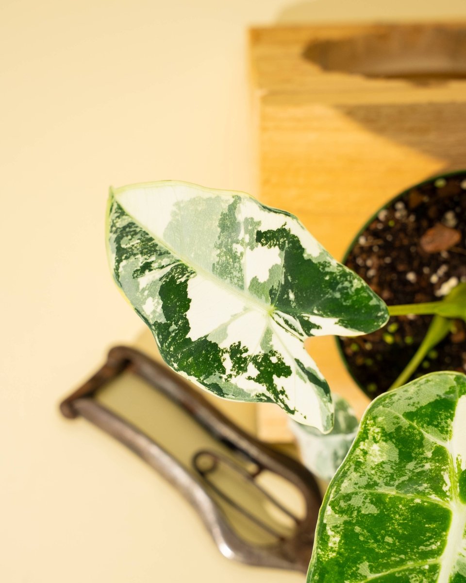 Variegated Alocasia 'Frydek' – Rare Velvet Foliage Houseplant - Ed's Plant Shop