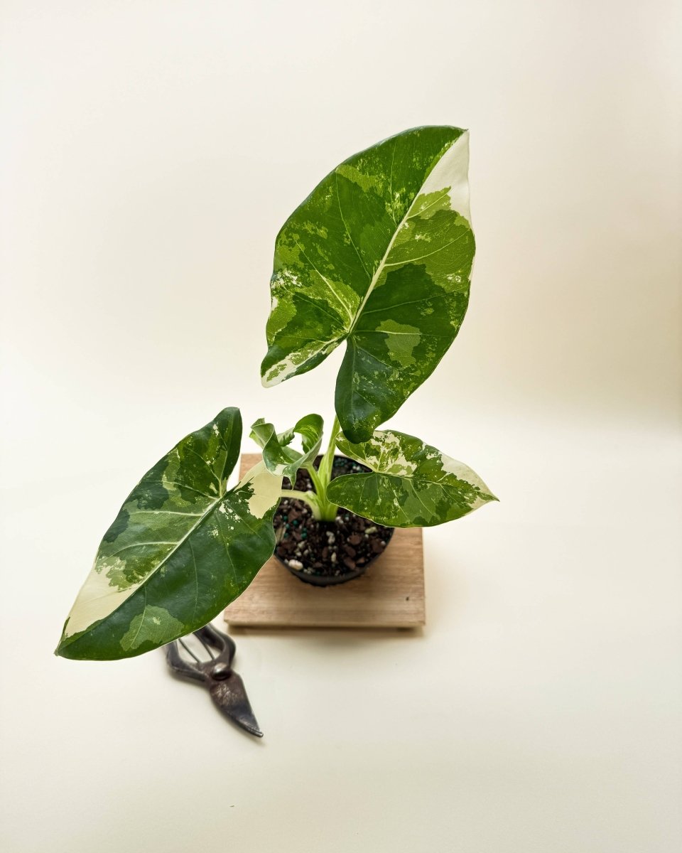 Instagram-worthy tropical foliage: Alocasia 'Macrorrhiza' plant portrait