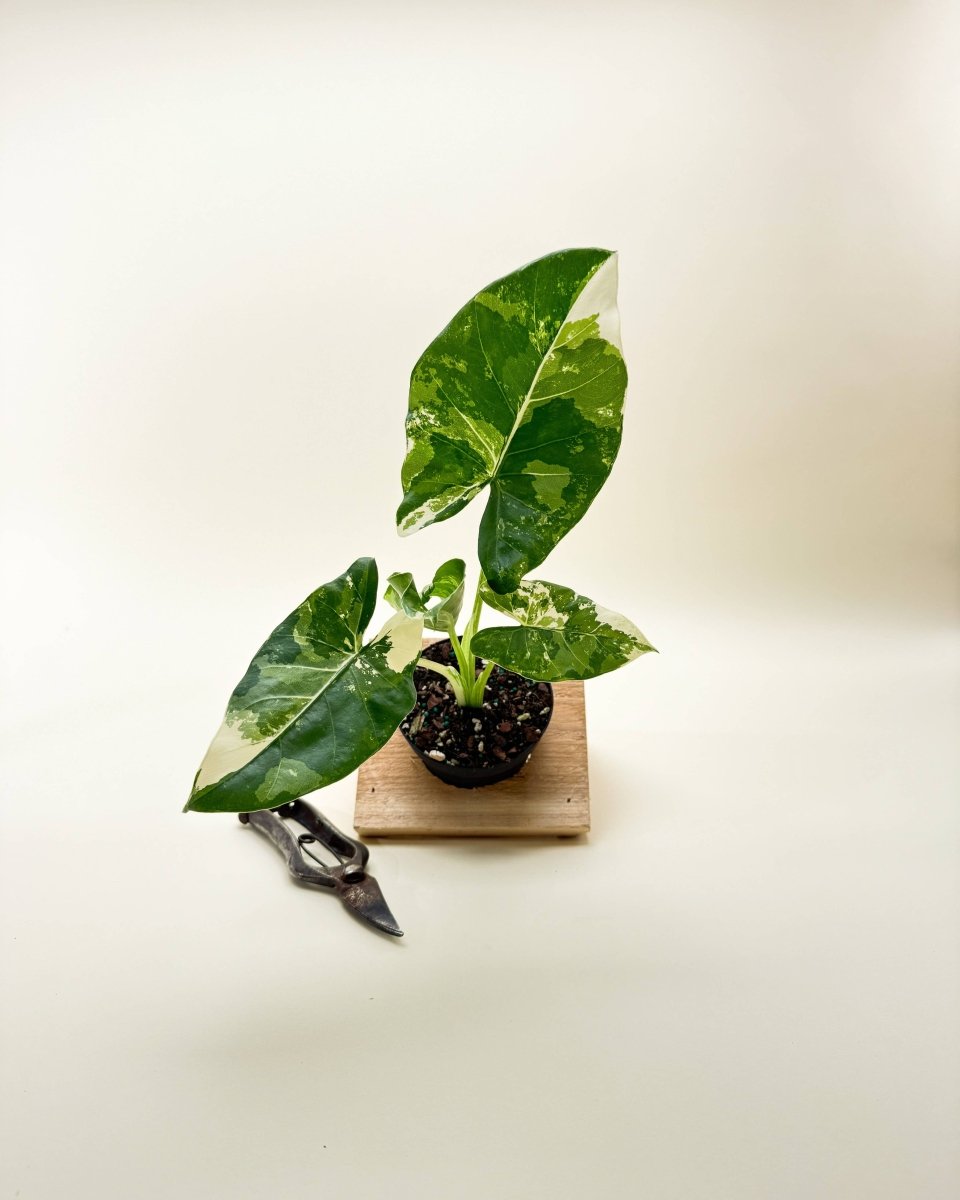 Variegated Alocasia 'Macrorrhiza' – Giant Foliage with Creamy White Marbling - Ed's Plant Shop