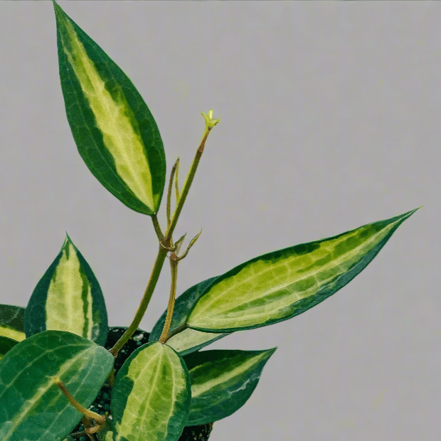 Variegated Hoya Macrophylla 'Pot of Gold' - Ed's Plant Shop