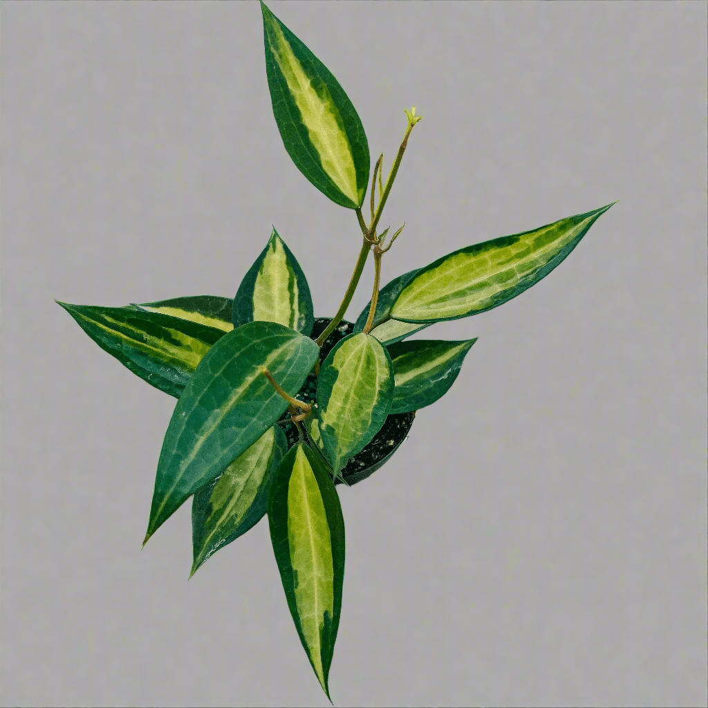 Variegated Hoya Macrophylla 'Pot of Gold' - Ed's Plant Shop