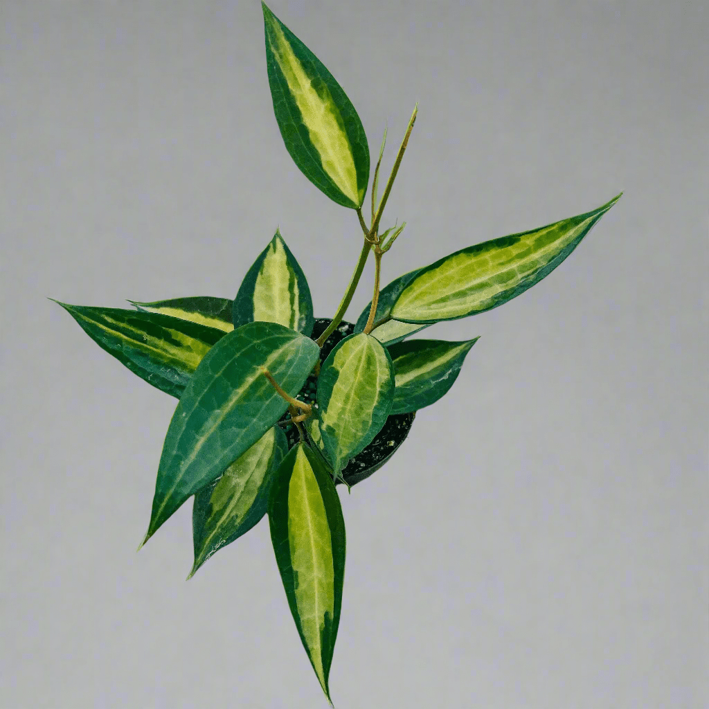 Variegated Hoya Macrophylla 'Pot of Gold' - Ed's Plant Shop