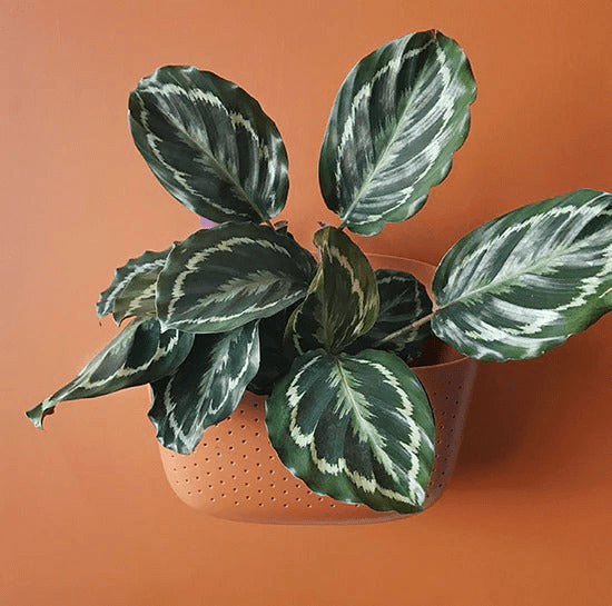 WallyGrow Eco Terracotta Wall Planter – Self - Watering Vertical Garden Kit - Ed's Plant Shop