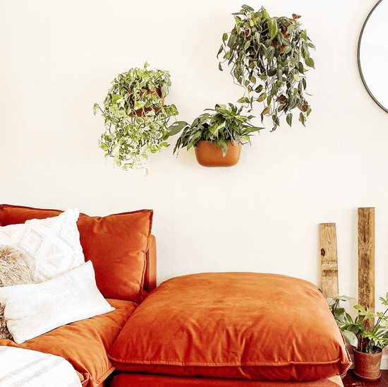 WallyGrow Eco Terracotta Wall Planter – Self - Watering Vertical Garden Kit - Ed's Plant Shop