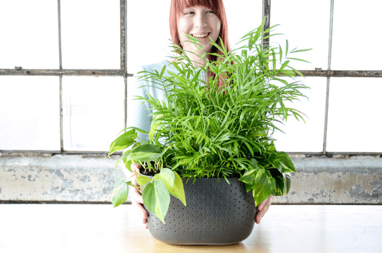 WallyGrow Eco Wall Planter – Charcoal Vertical Garden Planter - Ed's Plant Shop