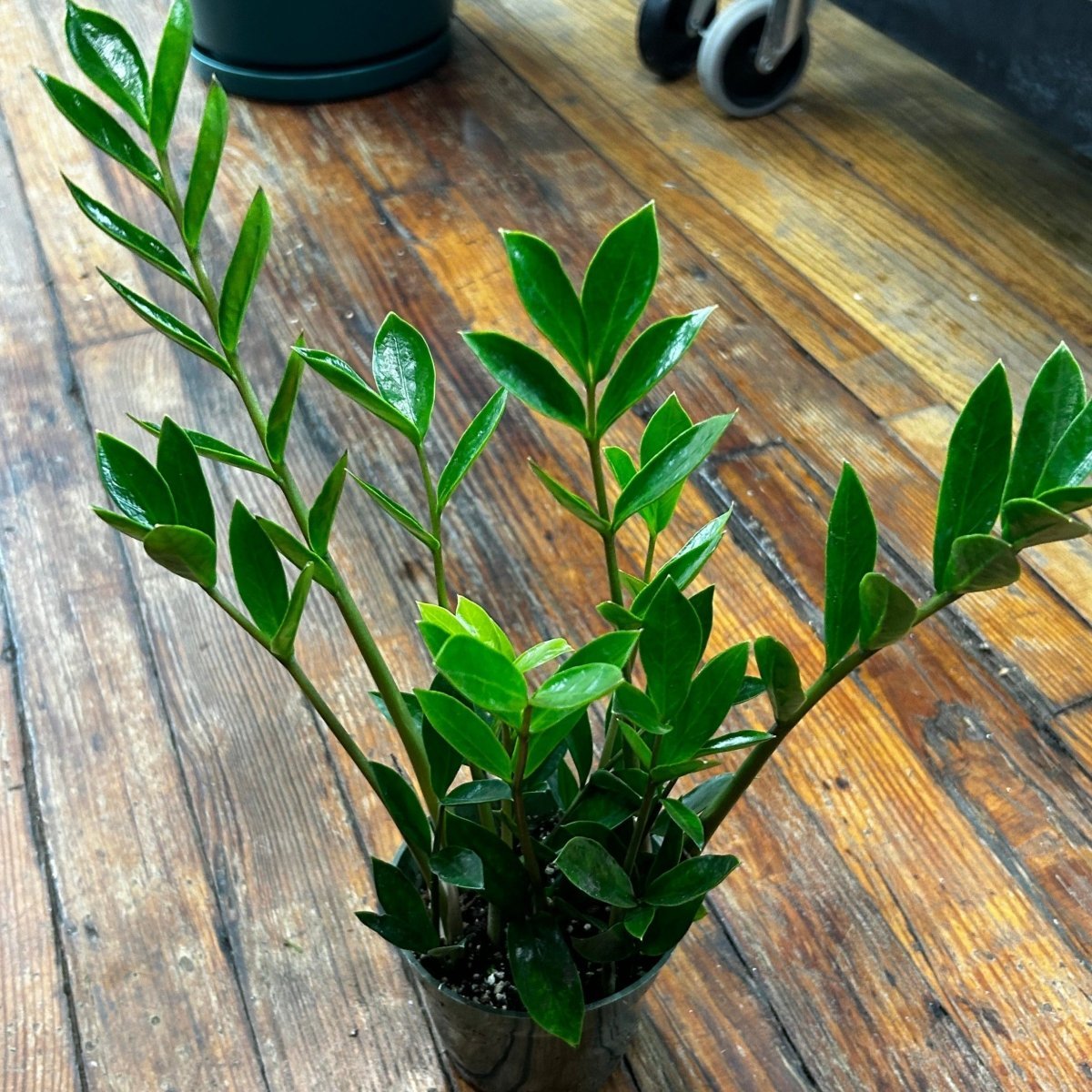 Zamioculcus zamicro - Dark Zamicro ZZ Plant - Ed's Plant Shop