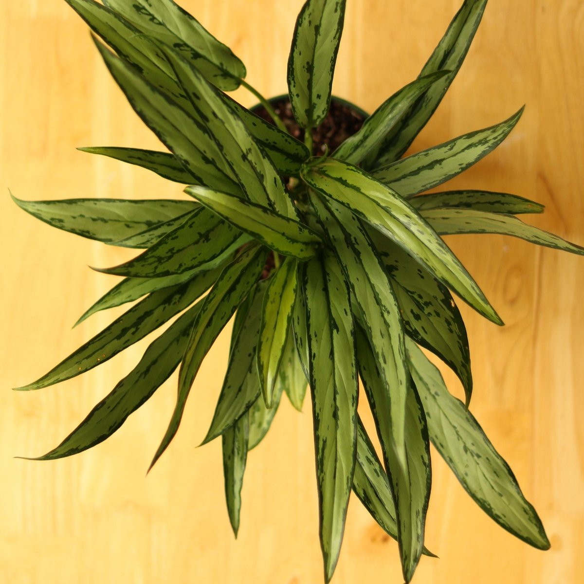 Aglaonema ‘Cutlass’ - Ed's Plant Shop