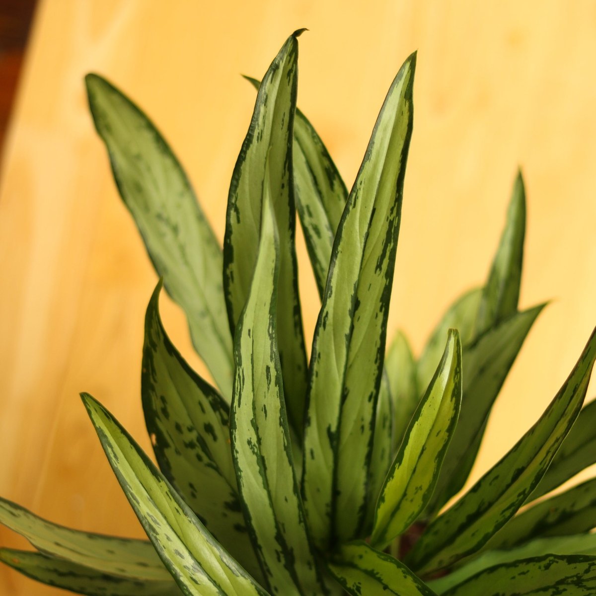 Aglaonema ‘Cutlass’ - Ed's Plant Shop