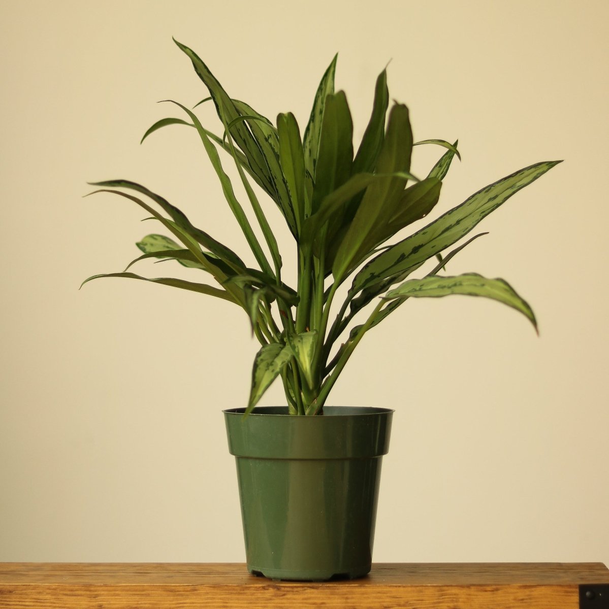 Aglaonema ‘Cutlass’ - Ed's Plant Shop