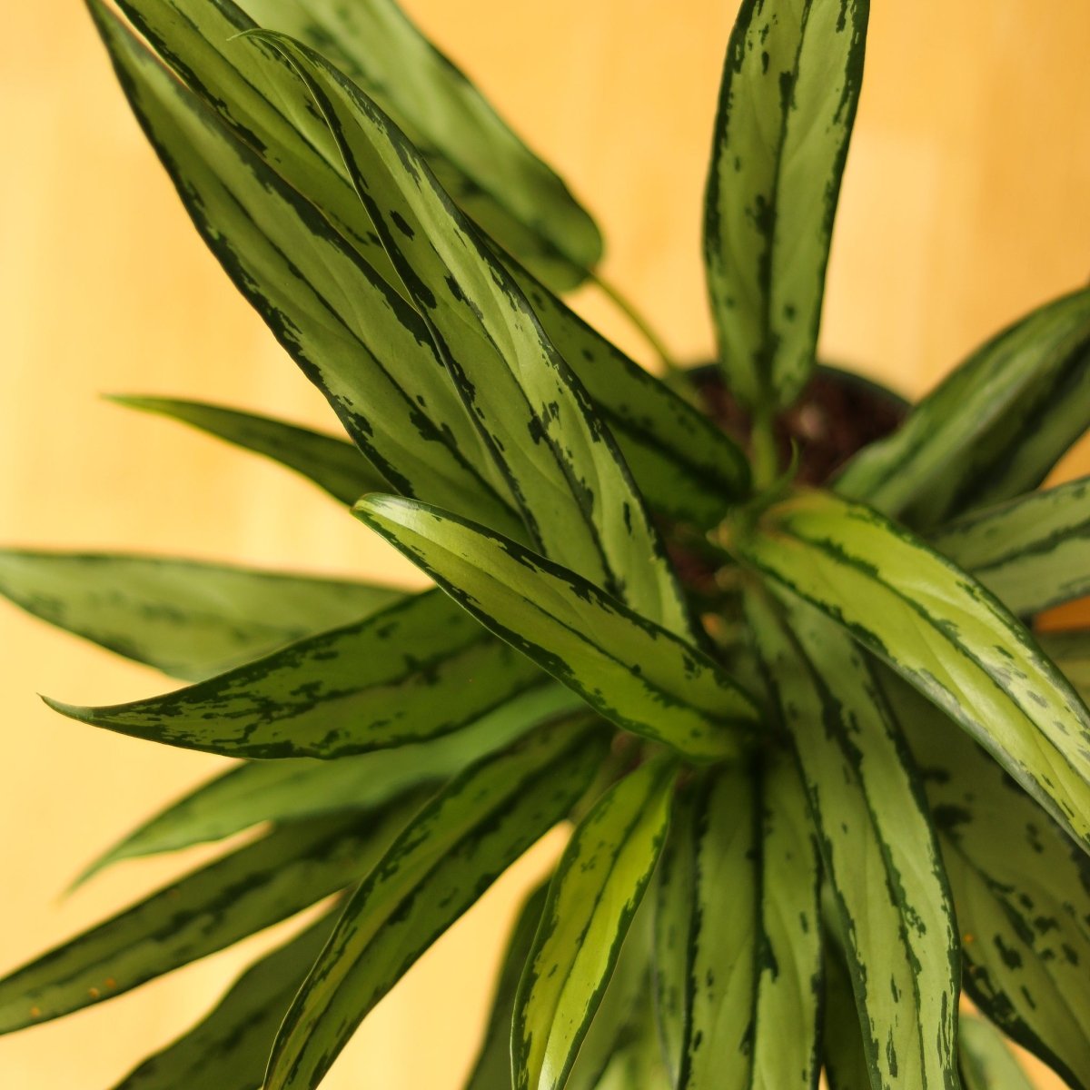 Aglaonema ‘Cutlass’ - Ed's Plant Shop