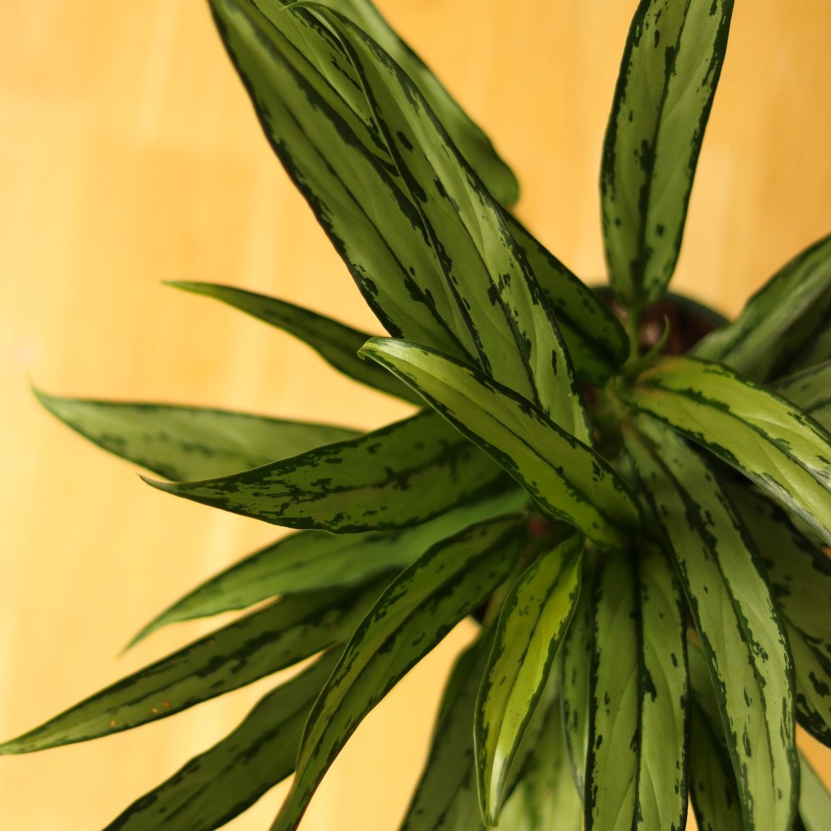 Aglaonema ‘Cutlass’ - Ed's Plant Shop