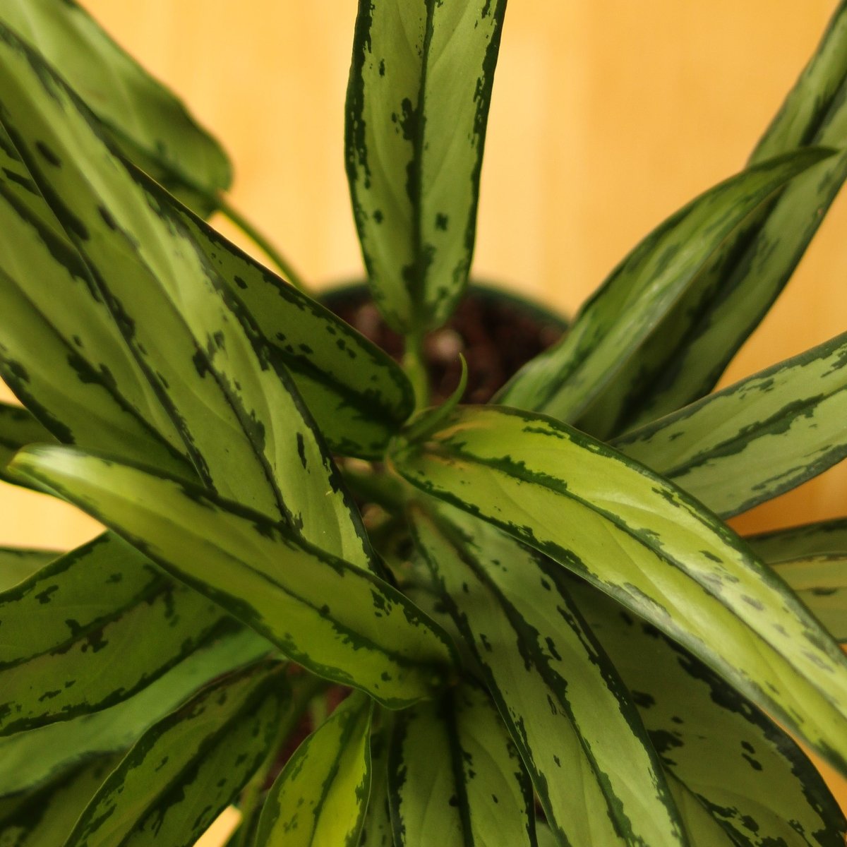 Aglaonema ‘Cutlass’ - Ed's Plant Shop