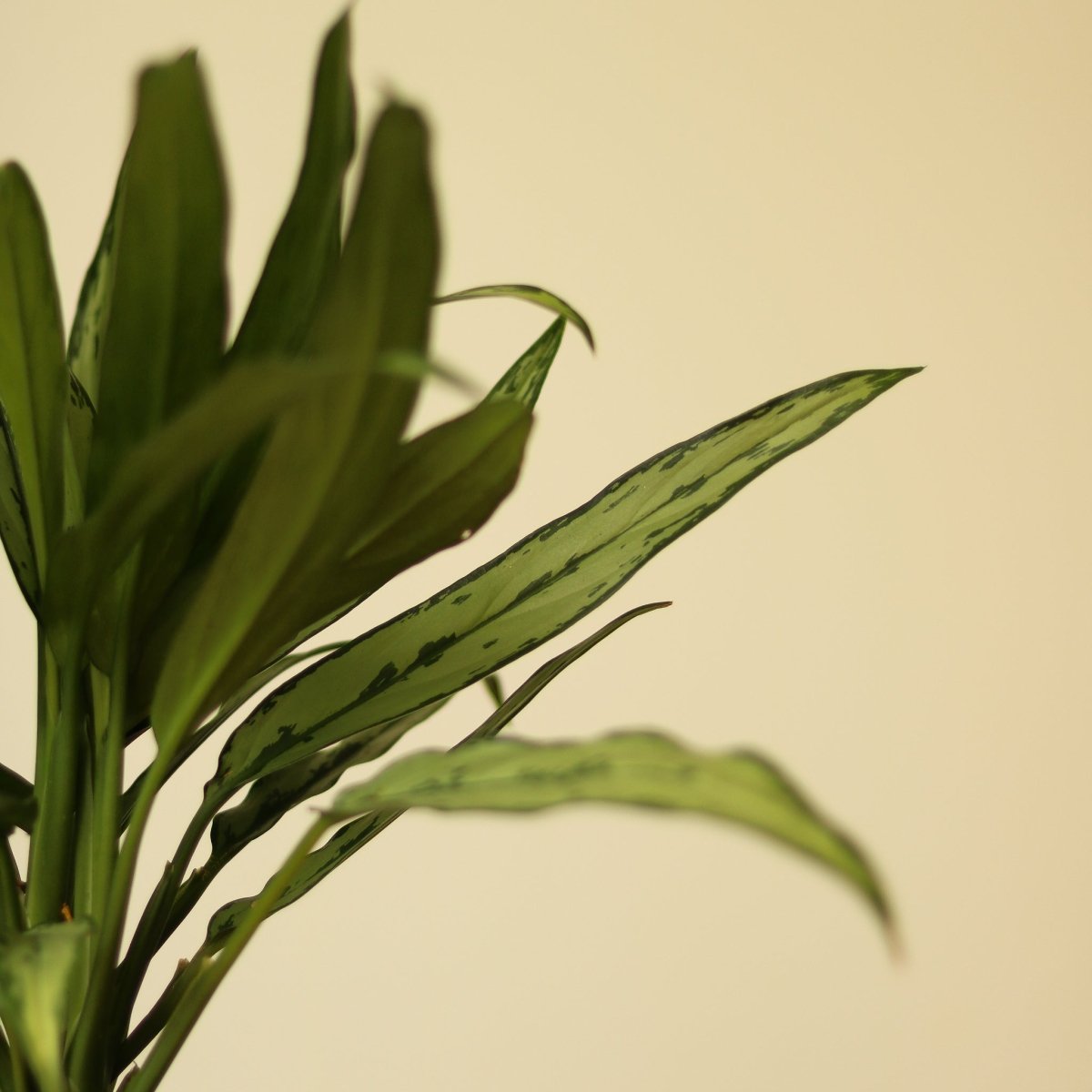 Aglaonema ‘Cutlass’ - Ed's Plant Shop