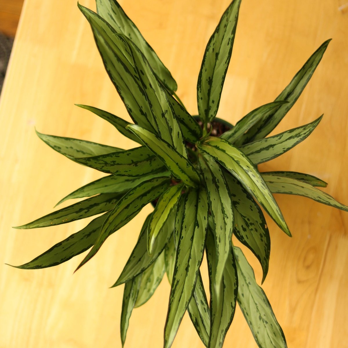 Aglaonema ‘Cutlass’ - Ed's Plant Shop
