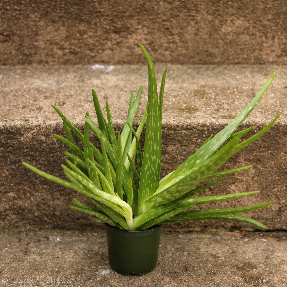 Aloe Barbadensis Miller 'Aloe Vera' - Ed's Plant Shop