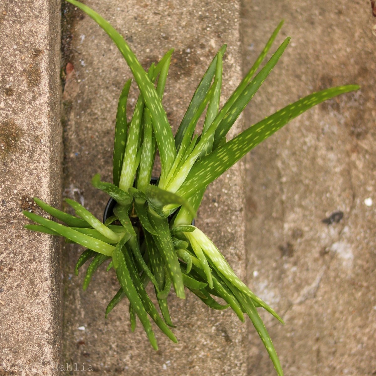 Aloe Barbadensis Miller 'Aloe Vera' - Ed's Plant Shop