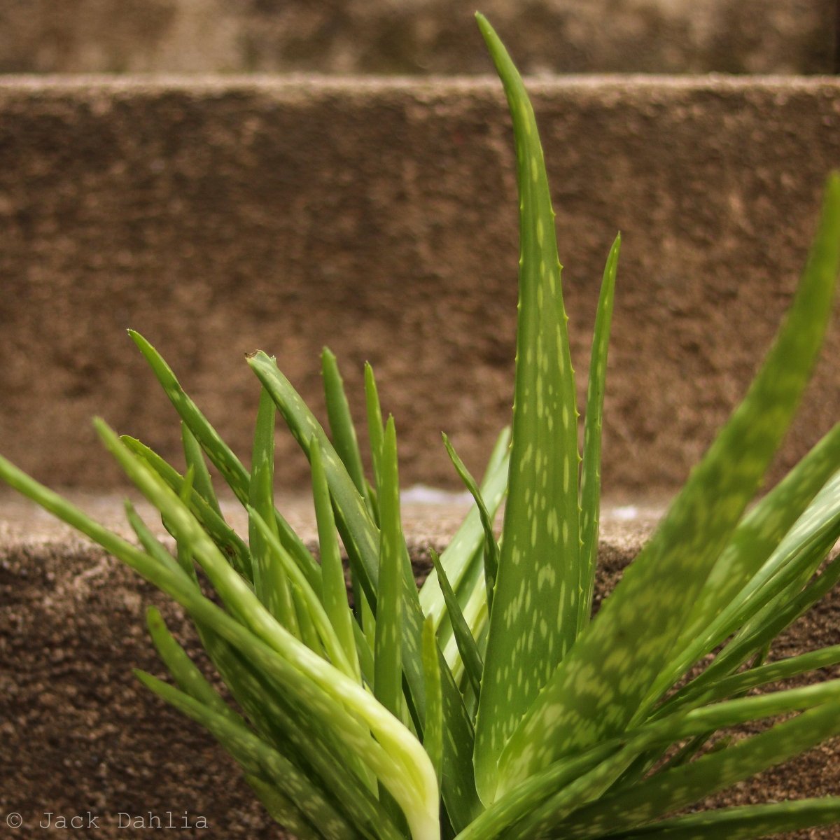 Aloe Barbadensis Miller 'Aloe Vera' - Ed's Plant Shop
