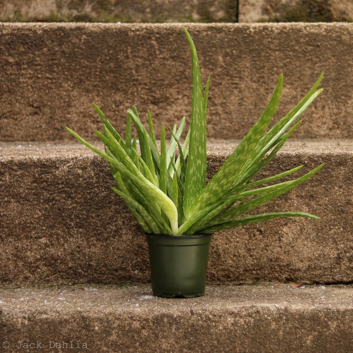 Aloe Barbadensis Miller 'Aloe Vera' - Ed's Plant Shop