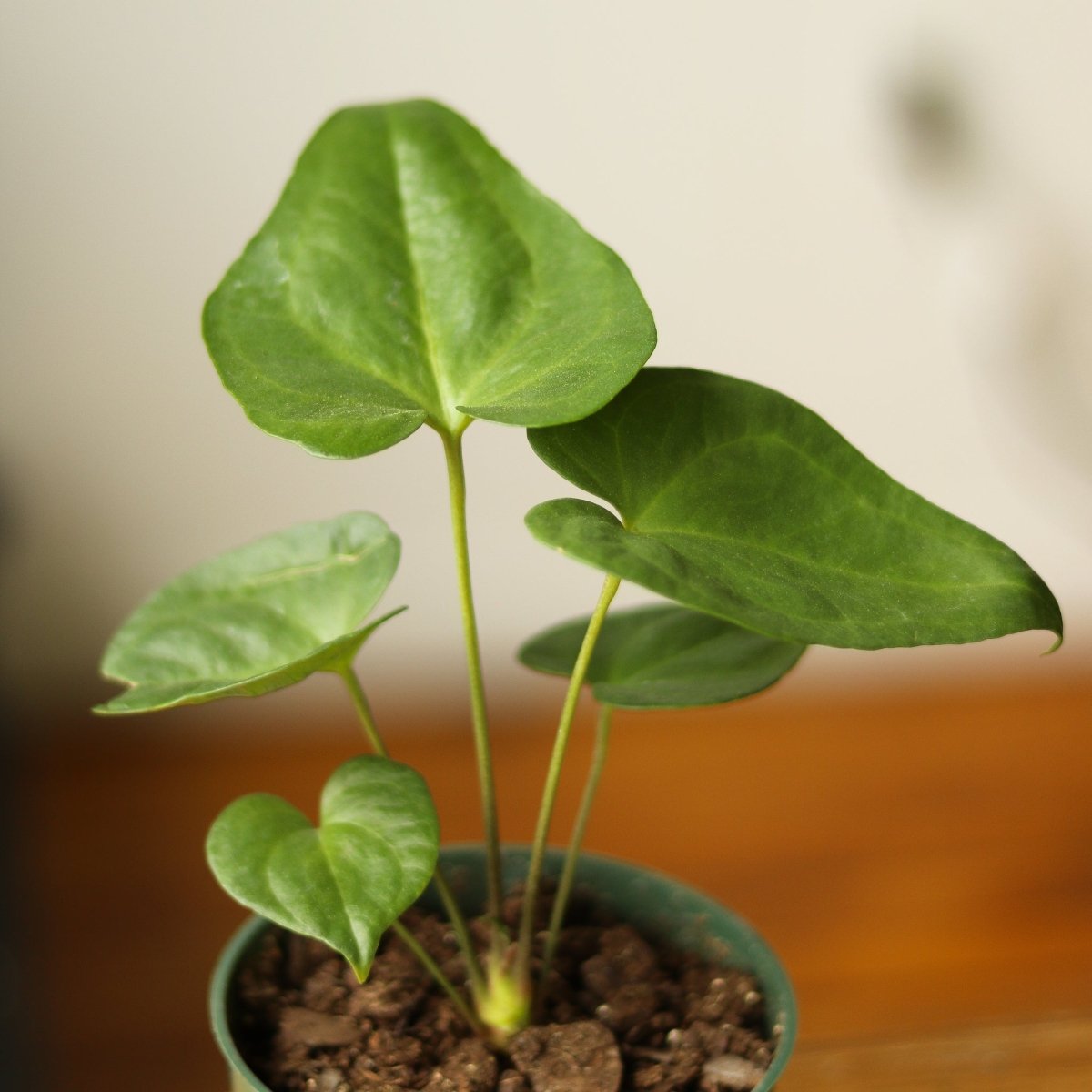Anthurium Podophyllum 'Lacy Plant' - Ed's Plant Shop
