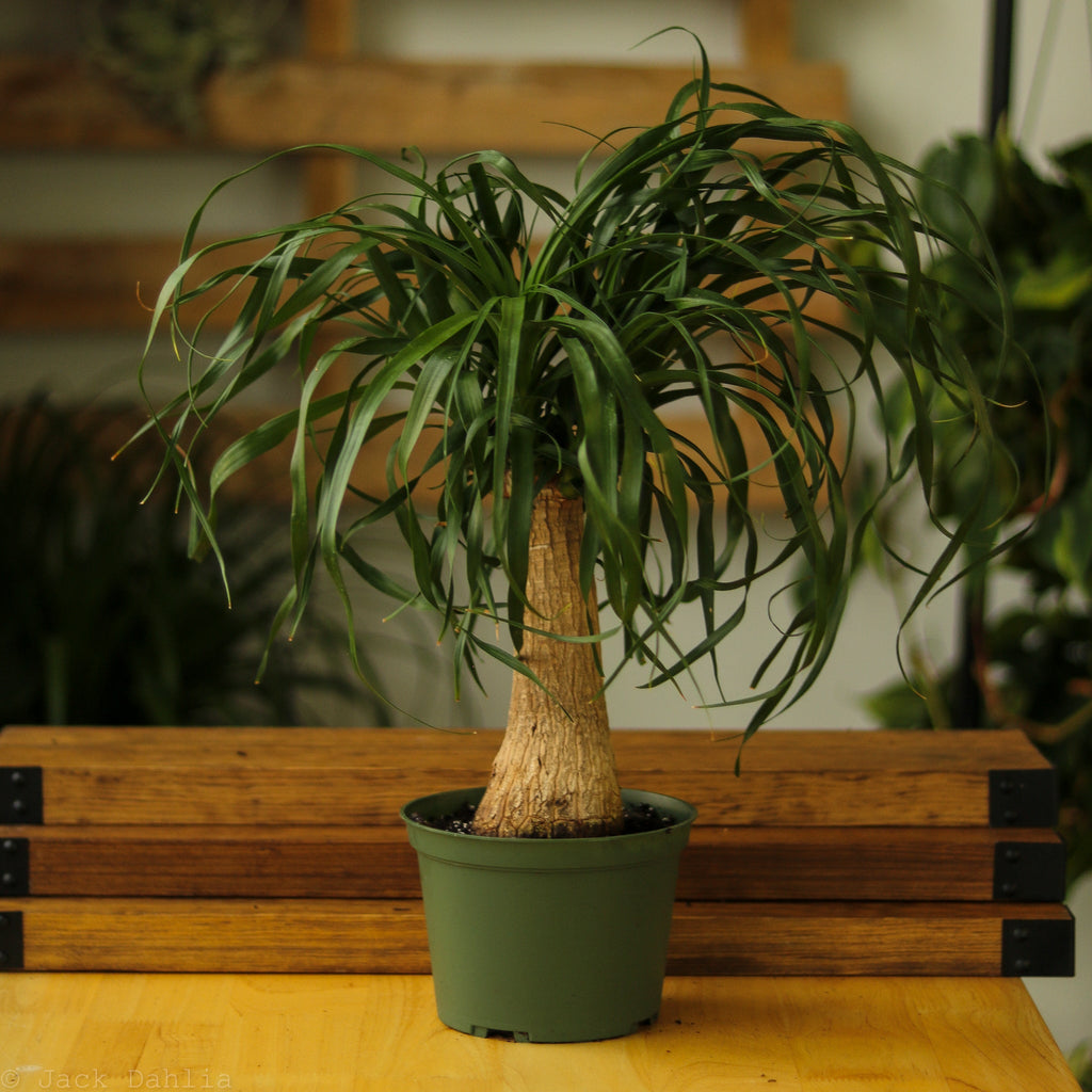Beaucarnea recurvata 'Ponytail Palm' - Ed's Plant Shop