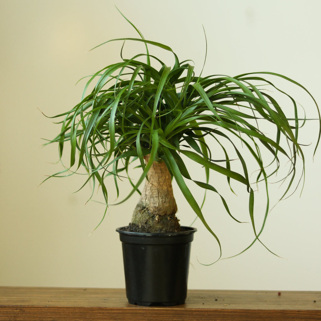 Beaucarnea recurvata 'Ponytail Palm' - Ed's Plant Shop