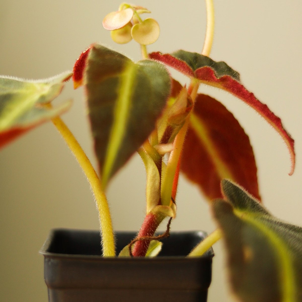 Begonia listada - Ed's Plant Shop