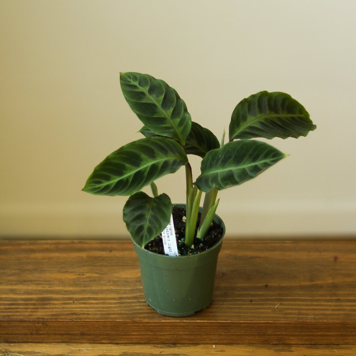 Calathea Warscewiczii Tigrina 'Jungle Velvet' - Ed's Plant Shop