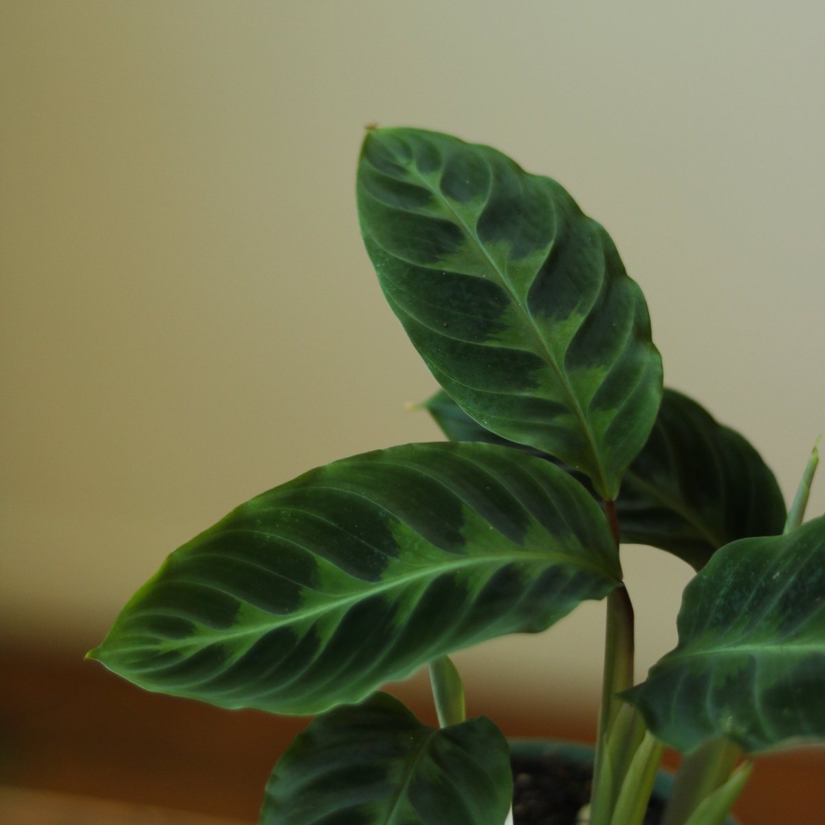 Calathea Warscewiczii Tigrina 'Jungle Velvet' - Ed's Plant Shop