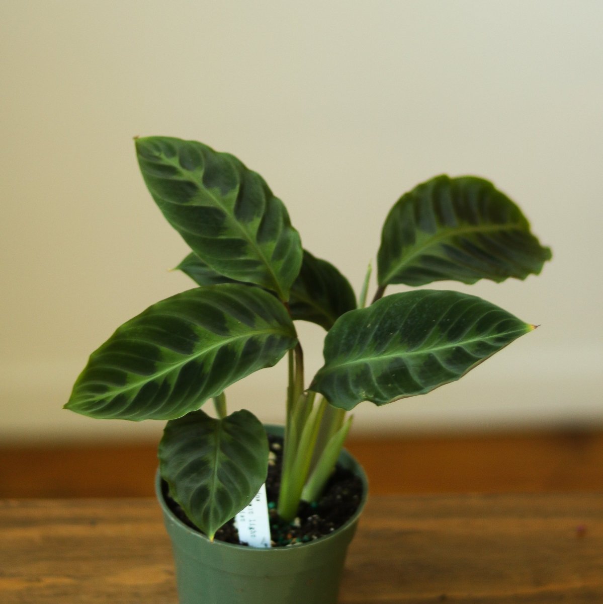 Calathea Warscewiczii Tigrina 'Jungle Velvet' - Ed's Plant Shop