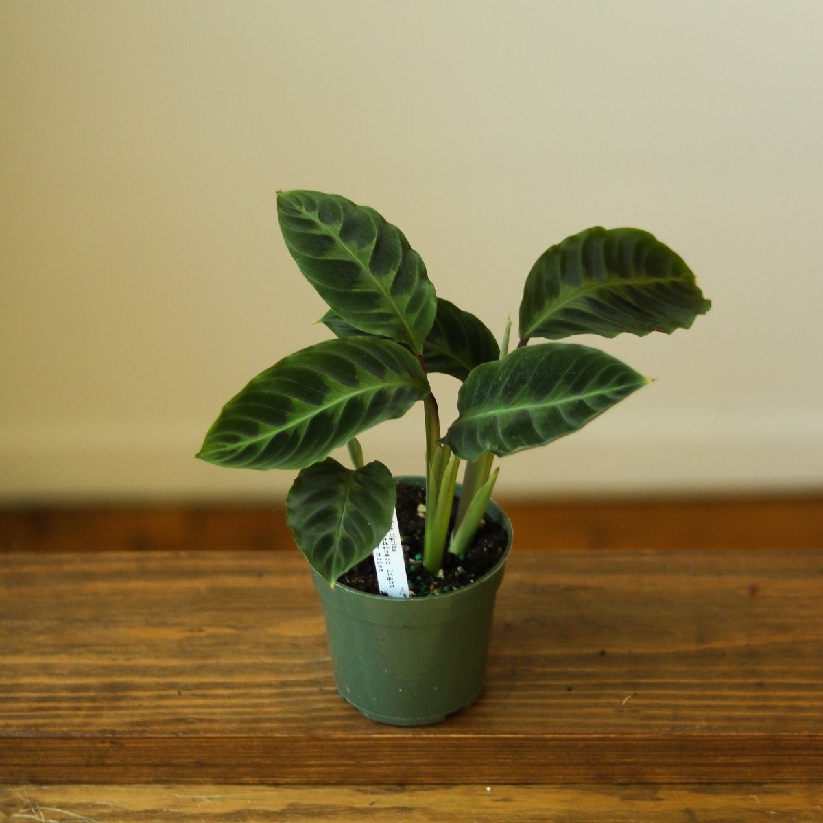 Calathea Warscewiczii Tigrina 'Jungle Velvet' - Ed's Plant Shop