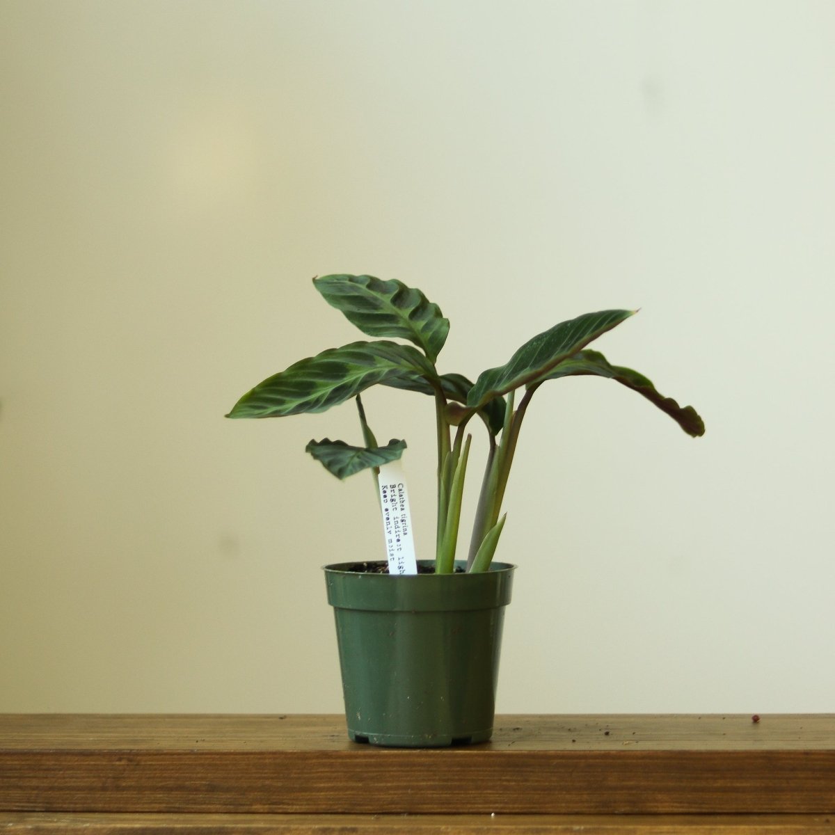 Calathea Warscewiczii Tigrina 'Jungle Velvet' - Ed's Plant Shop